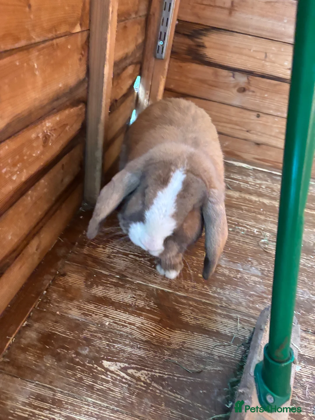 Mini Lop rabbits for sale: Beautiful bunny for sale  in Leigh-on-Sea - Advert 2