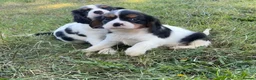 Cavalier King Charles Spaniel dogs for sale: Beautiful Cavalier Puppies Looking for Forever in Ashford - Advert 18