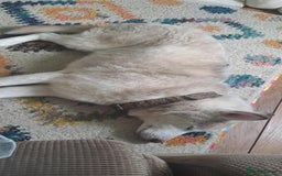 Siberian Husky dogs for sale: Loving teddy for rehome - Image 2
