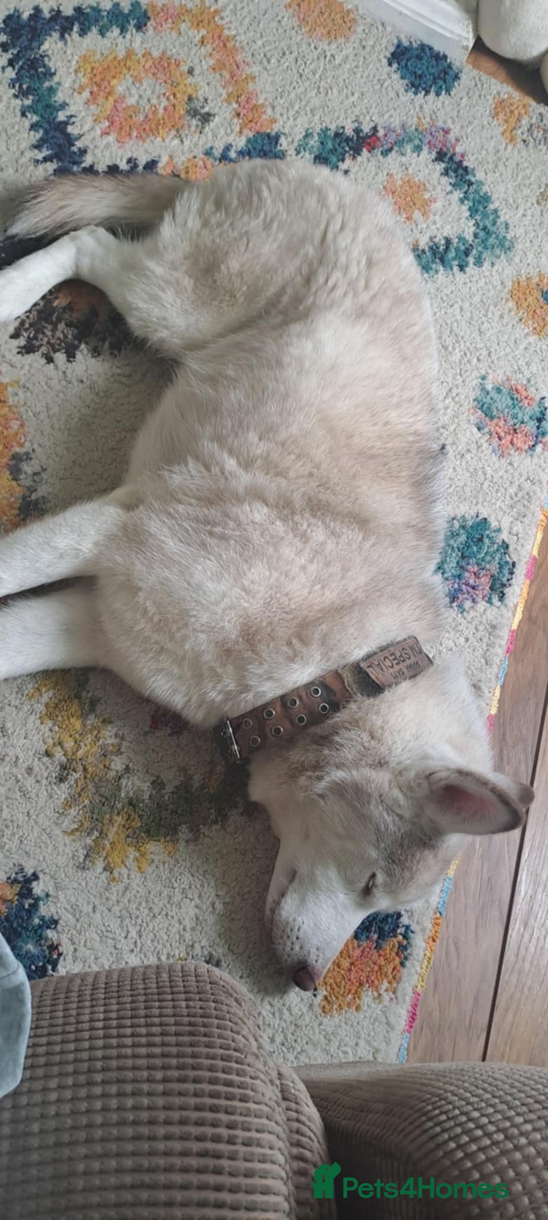 Siberian Husky dogs for sale: Loving teddy for rehome - Image 2