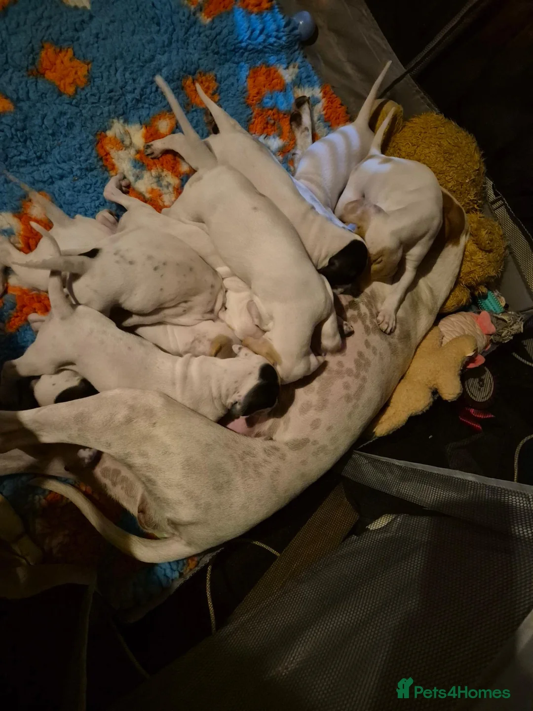 Pointer dogs for sale: 2 orange and white pointer girls for sale  - Advert 1