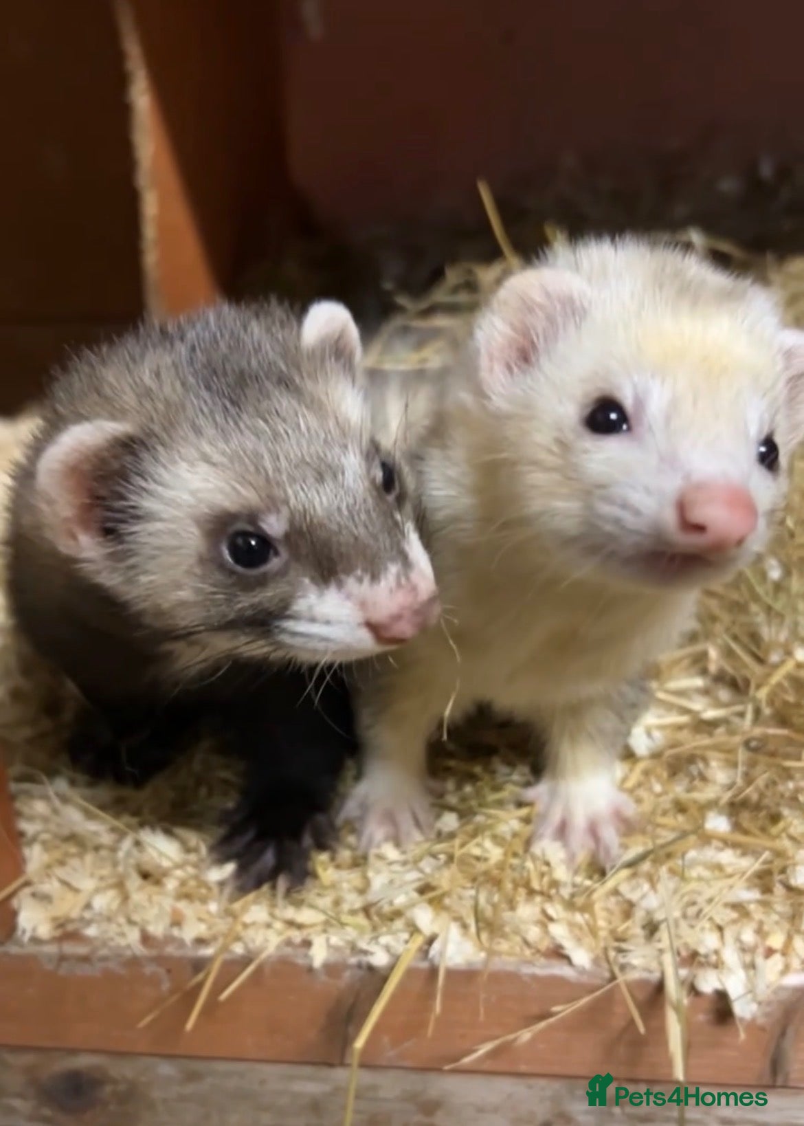 Ferret rodents Ferret kits - Advert 1