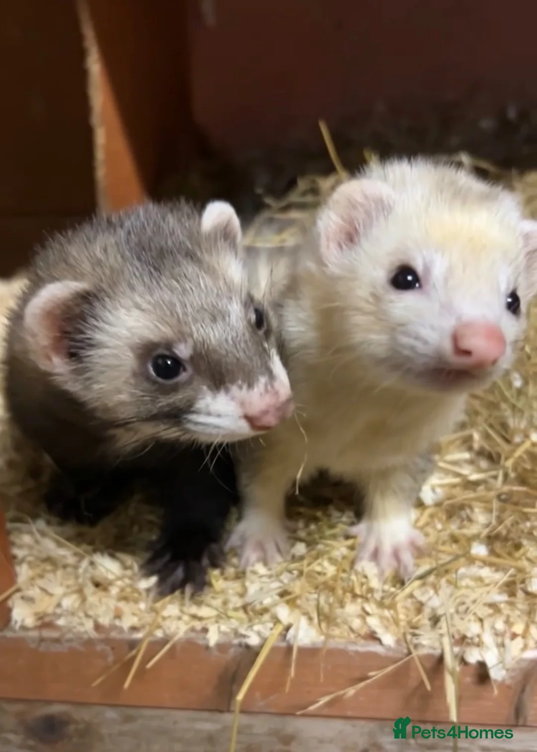 Ferret rodents for sale: Ferret kits - Advert 1