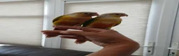 Conures birds for sale: Tame pineapple conures hand reared  in Chippenham - Advert 7