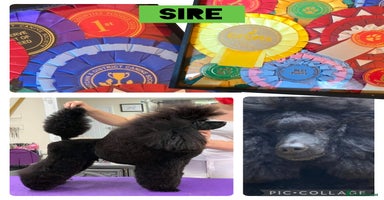 Miniature Poodle dogs in Chelmsford - Advert 12