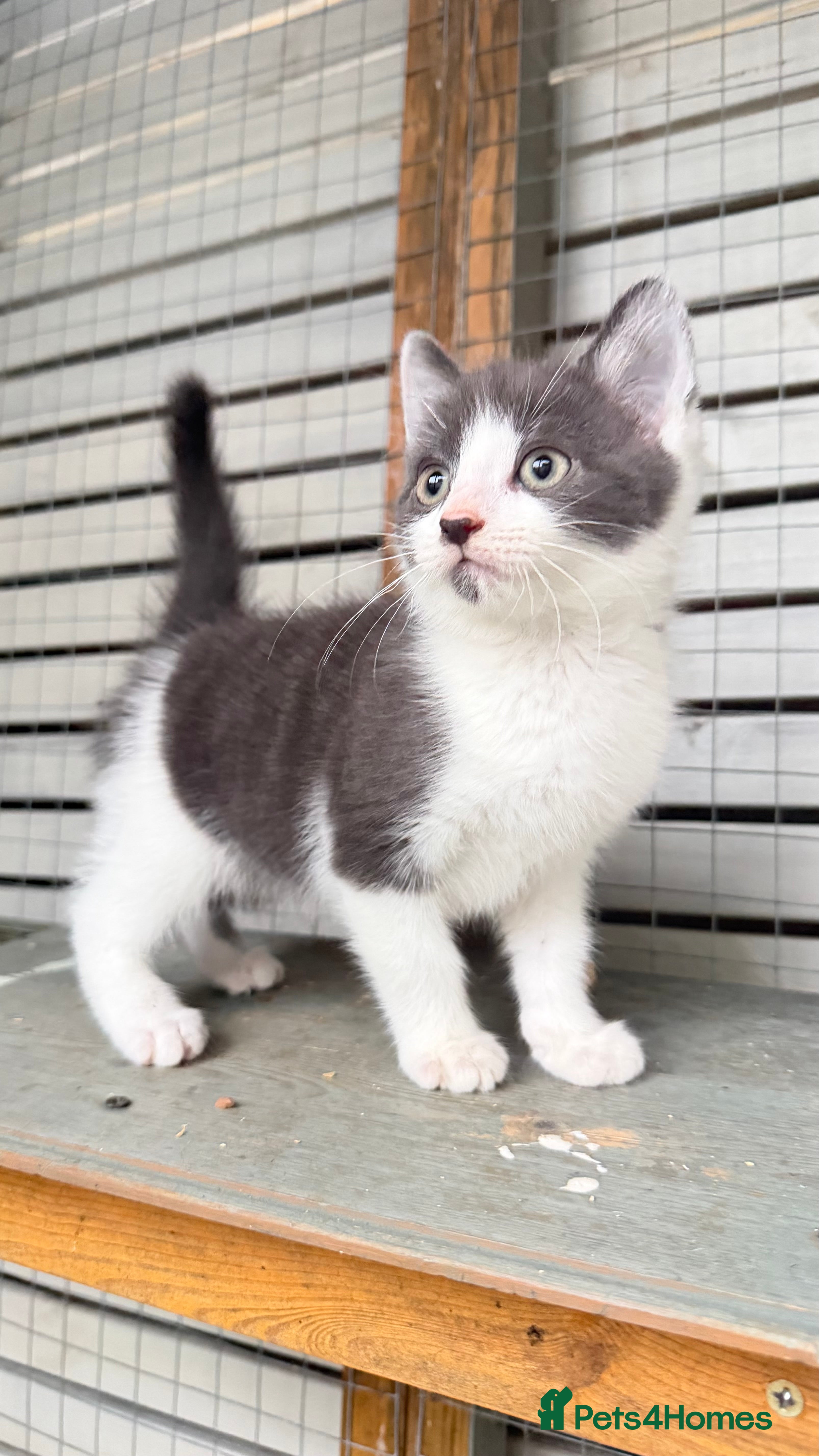 Mixed Breed cats Britishshort hair cross (last male) - Advert 15