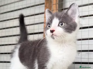 Mixed Breed cats Britishshort hair cross (last male) - Advert 15