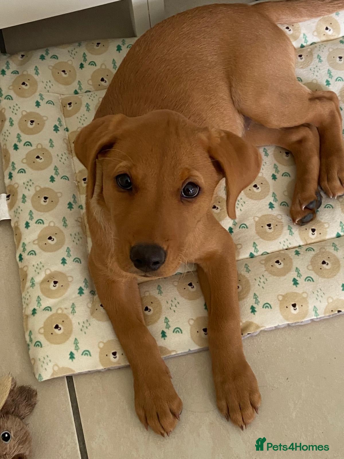 Labrador Retriever dogs for sale: KC Reg Fox Red Lab Puppy, Health Tested Parents - Advert 1
