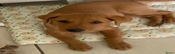 Labrador Retriever dogs for sale: KC Reg Fox Red Lab Puppy, Health Tested Parents in Street - Advert 1
