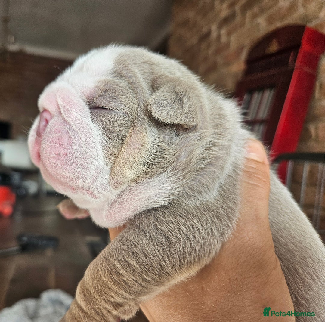 English Bulldog dogs for sale: Outstanding KC English Bulldogs, Top Quality Pups - Image 1