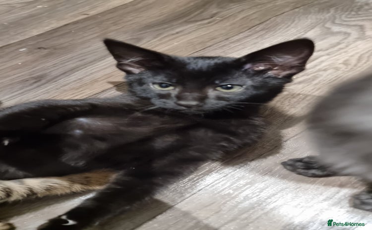 Savannah cats - Advert 5