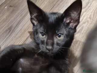 Savannah cats - Advert 4