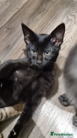 Savannah cats - Advert 5