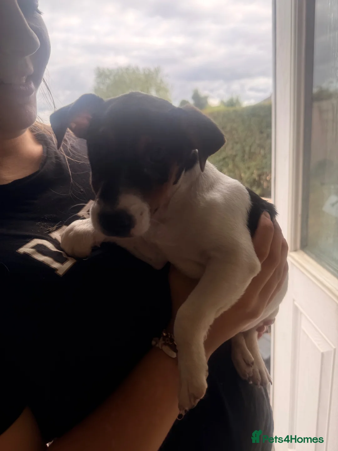 Jack Russell dogs for sale: Jack Russell boy - Advert 6
