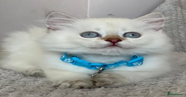British Longhair cats - Advert 4