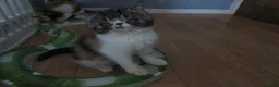 Exotic cats for sale: Super sweet Exotic female kitten READY NOW - Advert 18