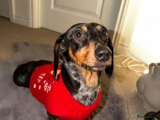 Dachshund dogs Maya - Advert 1