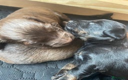 Mixed Breed dogs for sale: Dachshund Cross Pups - Image 15
