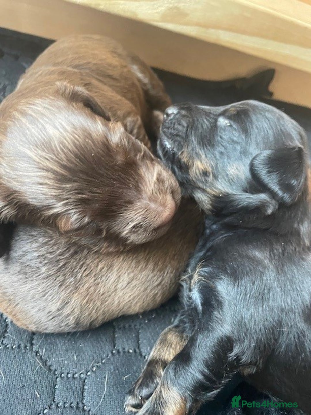 Mixed Breed dogs for sale: Dachshund Cross Pups - Image 15