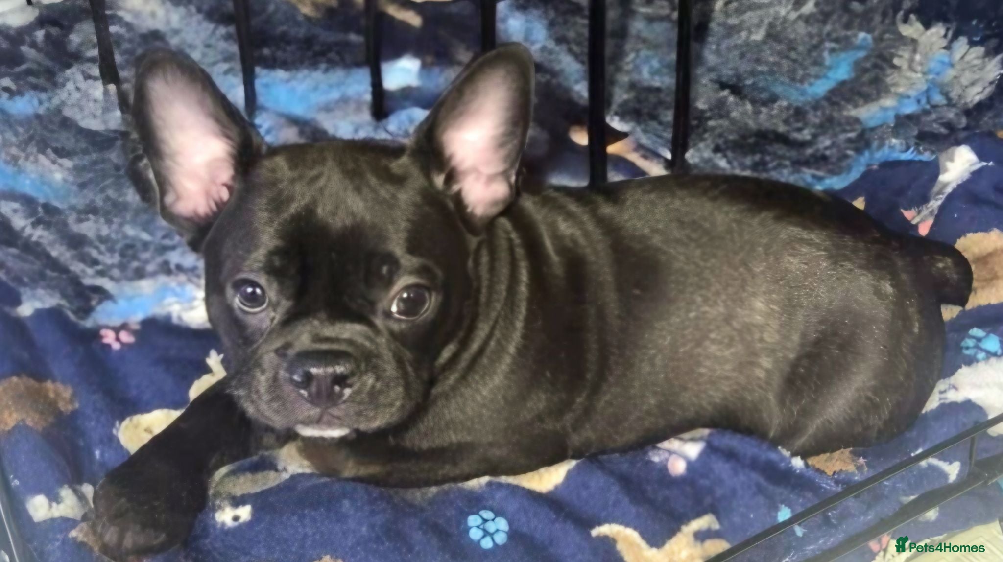 French Bulldog dogs 💛Bright, Affectionate Brindle Girl 💛Ready Now‼️ - Advert 13