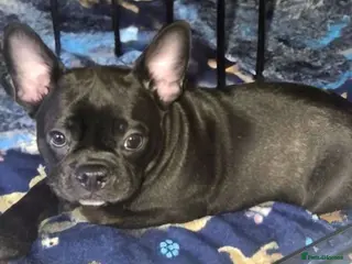 French Bulldog dogs 💛Bright, Affectionate Brindle Girl 💛Ready Now‼️ - Advert 13