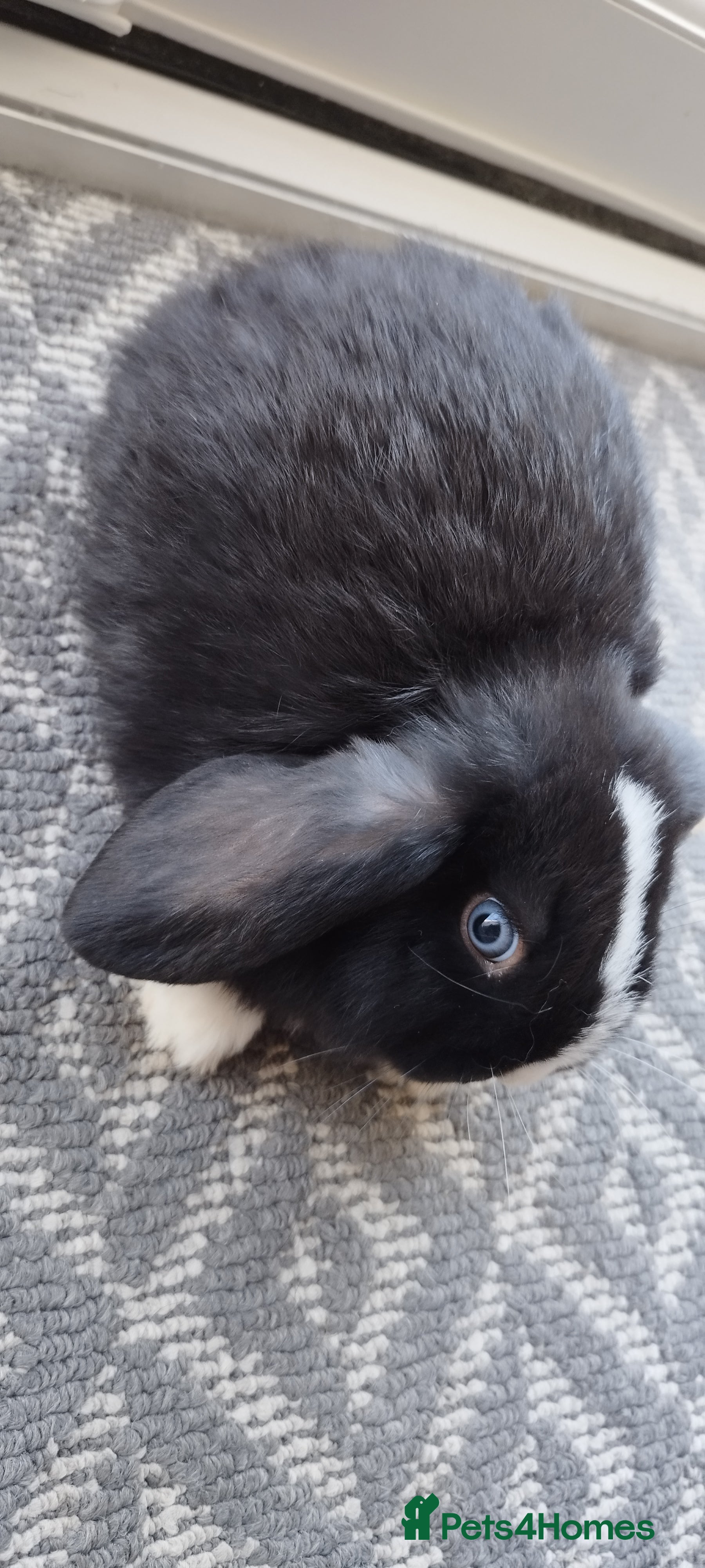 Mini Lop rabbits Mini lops bunnies and adults - Advert 18