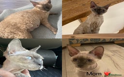 Devon Rex cats for sale: 1 girl left. Stunning Devon Rex GCCF kittens  - Image 38