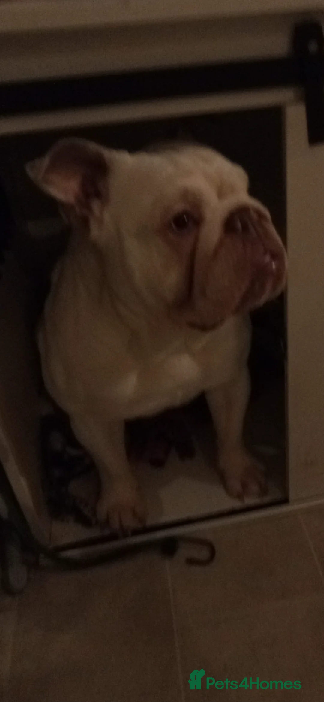 English Bulldog dogs for sale: British bulldog male 14 months old  - Advert 3