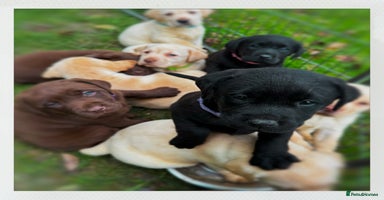 Labrador Retriever dogs - Advert 12
