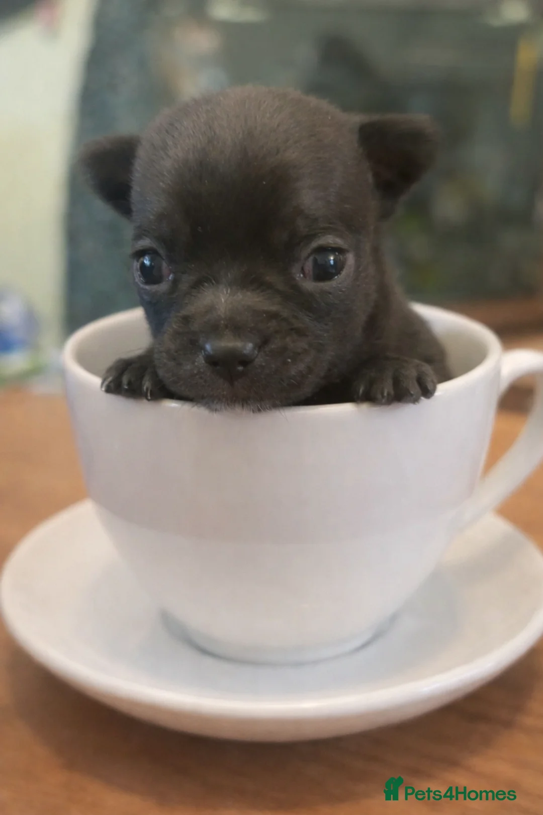 Chihuahua dogs for sale: Tiny pedigree chihuahua puppies  - Advert 7