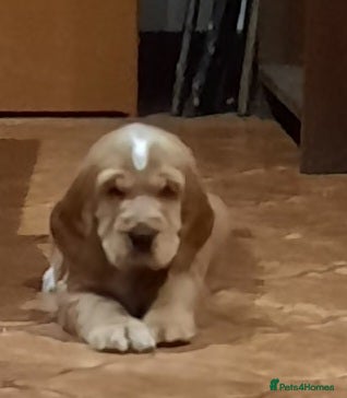 Cocker Spaniel dogs Cocker spaniel  - Advert 16