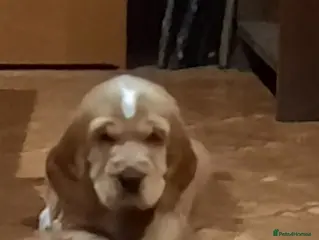 Cocker Spaniel dogs Cocker spaniel - Advert 16