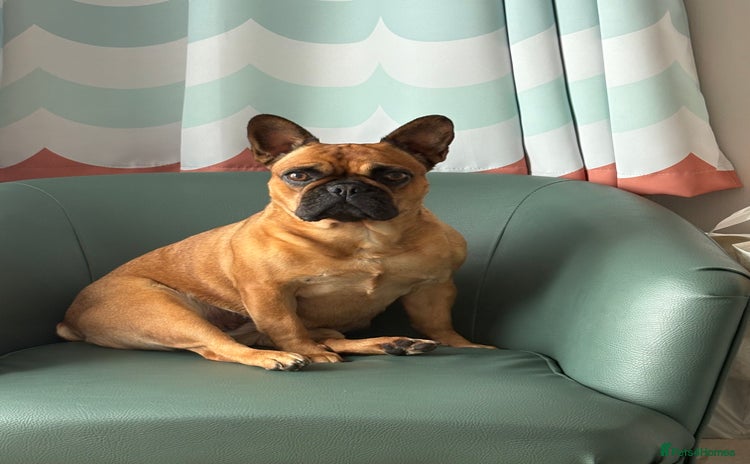 Mixed Breed dogs - Advert 7