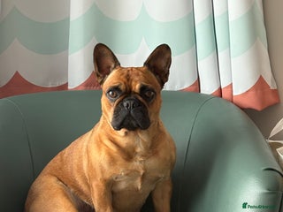 Mixed Breed dogs - Advert 6