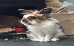 Lionhead rabbits for sale: 1 Male&1 Female lionhead rabbits available. - Image 2