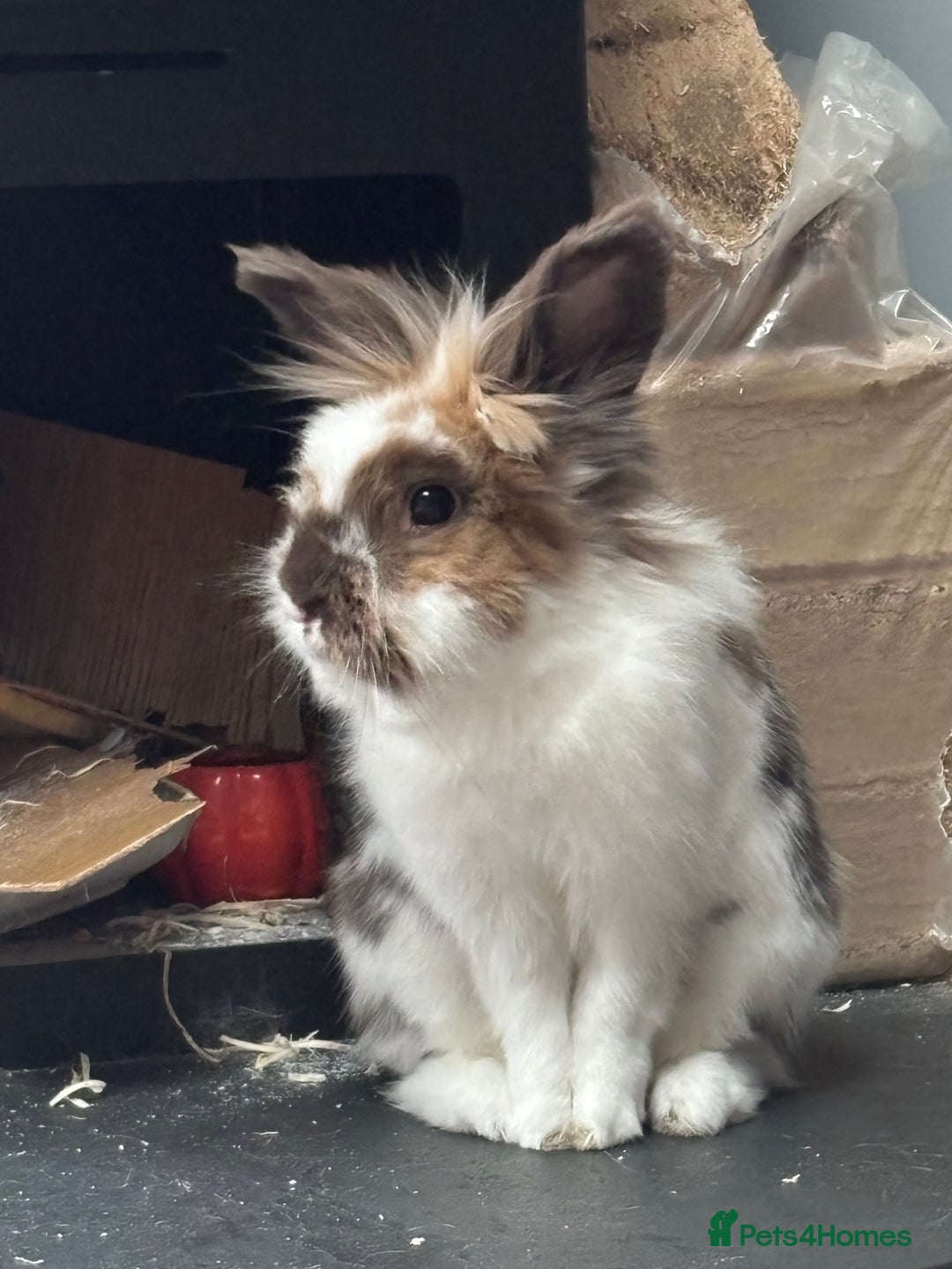 Lionhead rabbits for sale: 1 Male&1 Female lionhead rabbits available. - Image 2