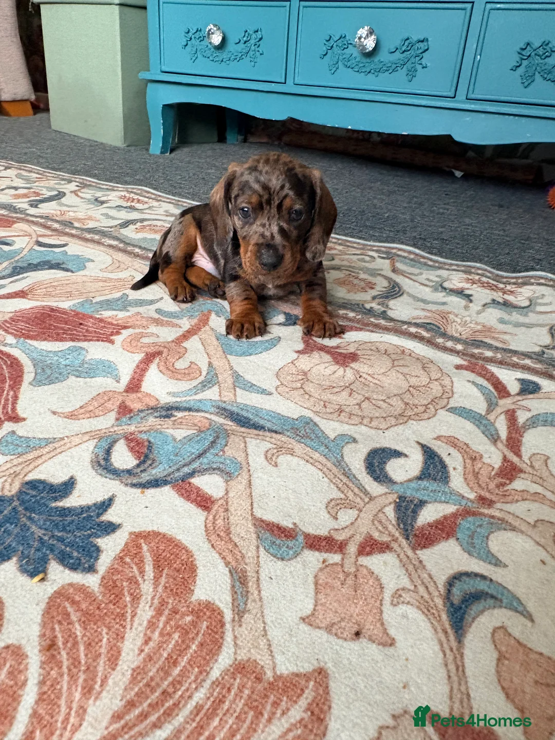 Dachshund dogs for sale: Dachshund adorable male Trio - Advert 8