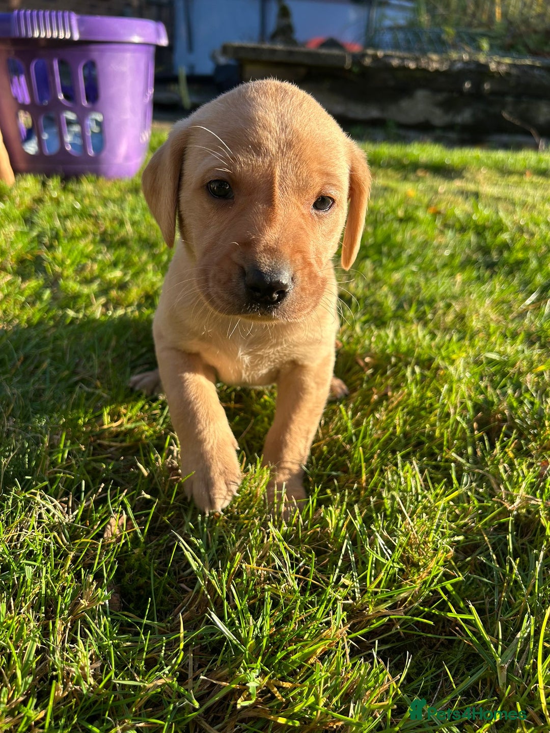 Labrador Retriever dogs for sale: Fox Red Labrador Puppies for Sale - Advert 21