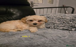 Maltipoo dogs for sale: MALTIPOO PUPPIES FOR SALE - Image 18