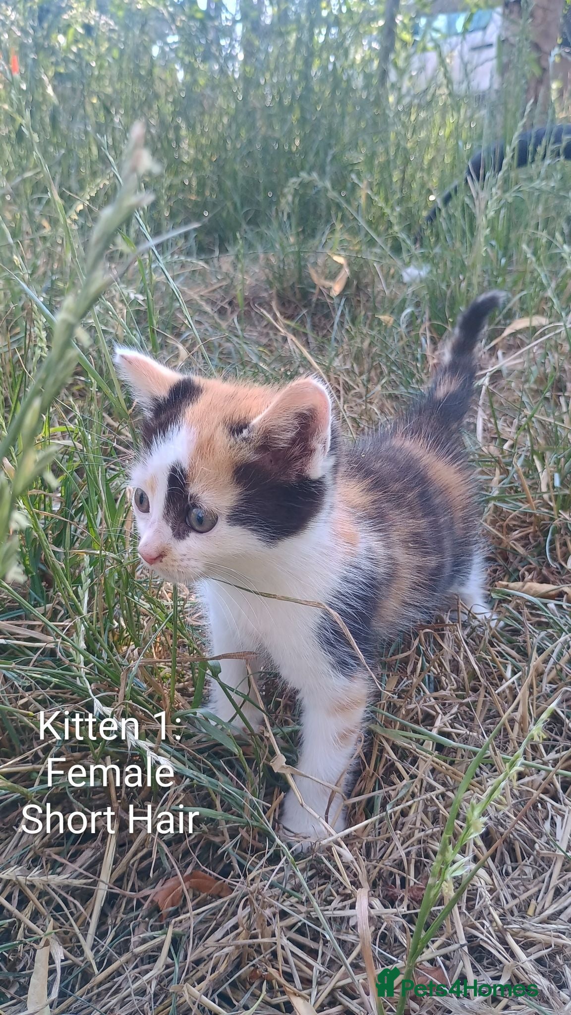 Mixed Breed cats 4 beautiful kittens for sale - Advert 4