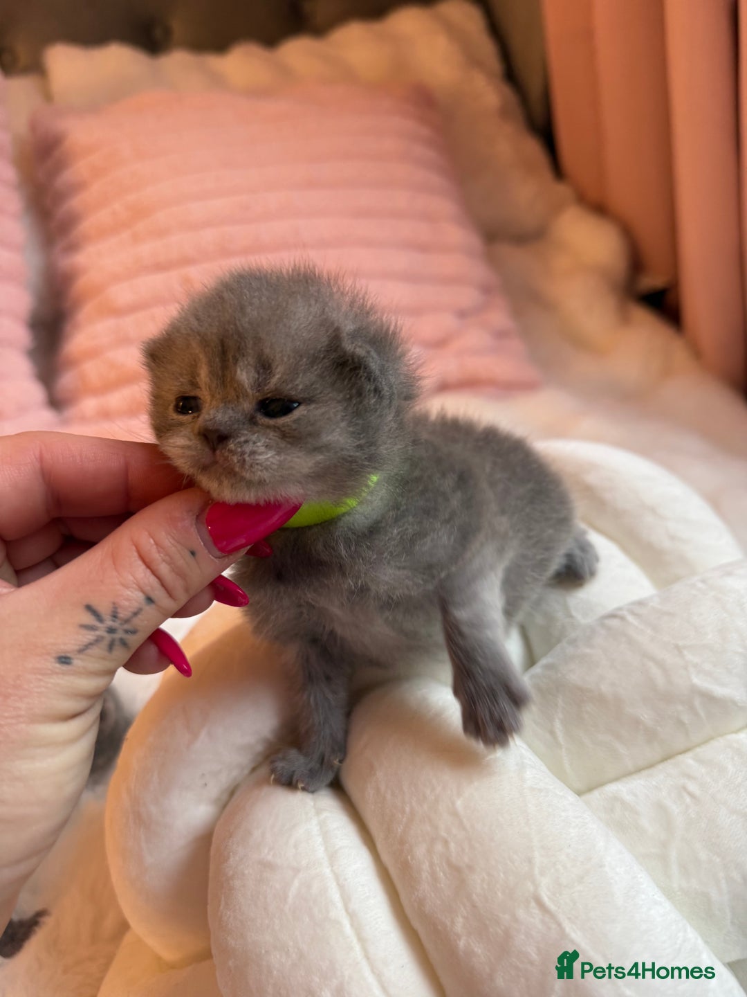 British Shorthair cats for sale: Pure British shorthair Champion line 😻🥇🏆 - Image 5