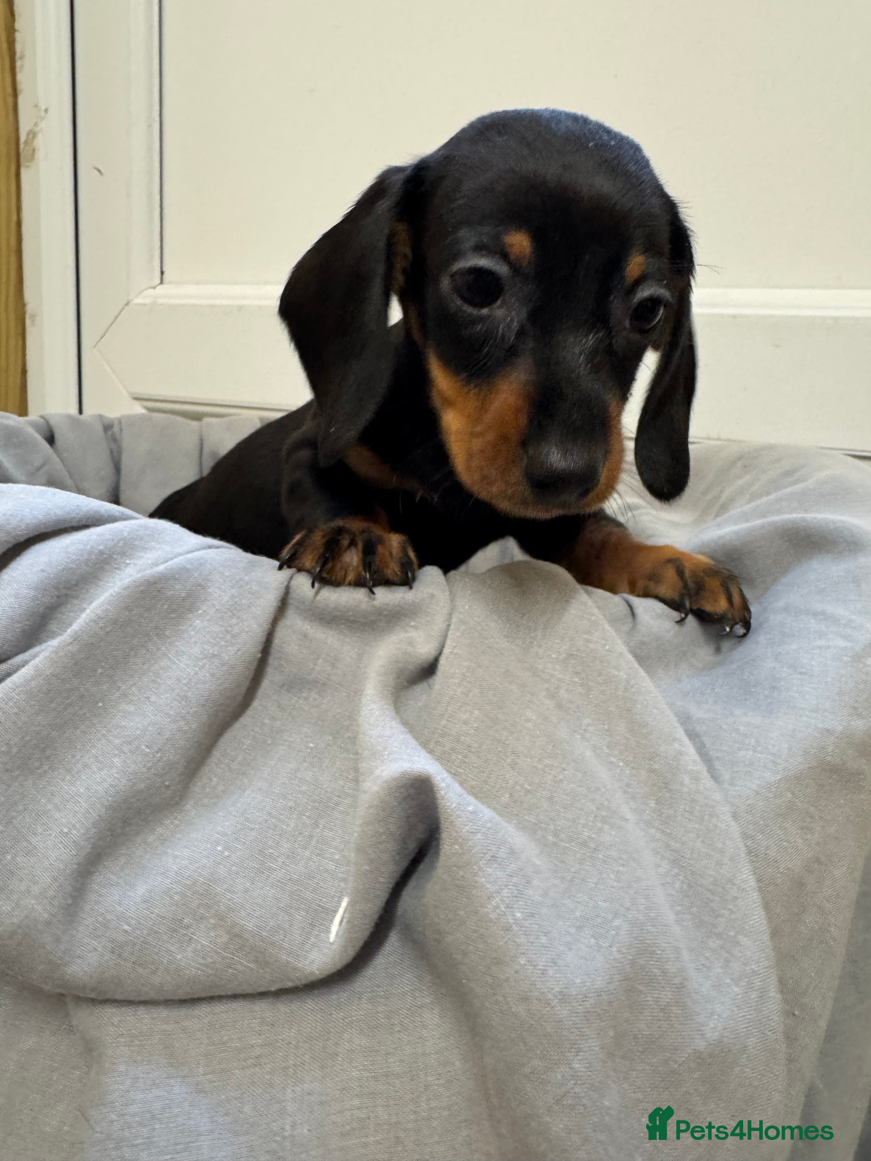 Dachshund dogs MINIATURE DACHSHUND BOY PUPPY  - Advert 6