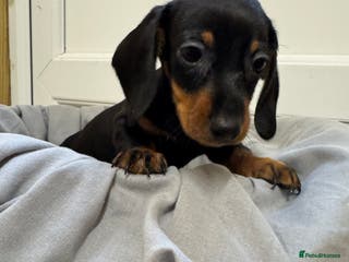 Dachshund dogs MINIATURE DACHSHUND BOY PUPPY - Advert 10