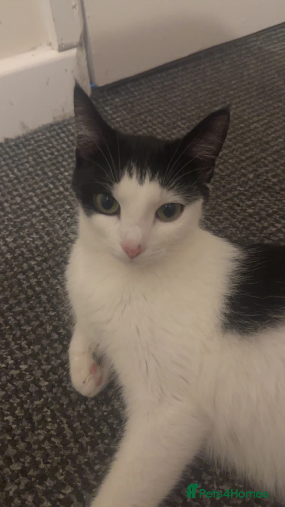 Mixed Breed cats for sale: Black and white domestic shorthair in Liverpool - Advert 1