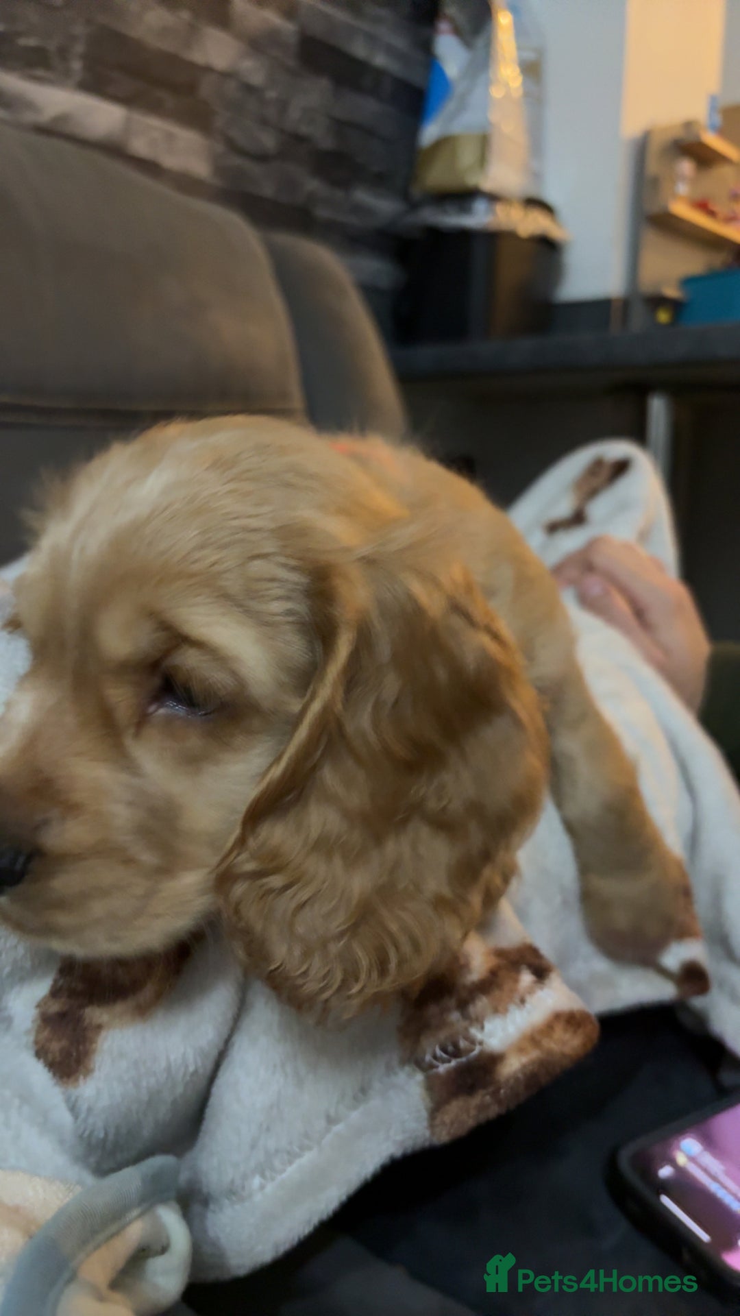 Cocker Spaniel dogs for sale: Show type cocker spaniel  - Advert 5