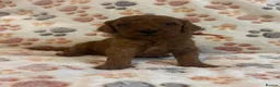 Mixed Breed dogs for sale: Adorable Cavapoo x Cavapoochon Puppies     - Advert 18