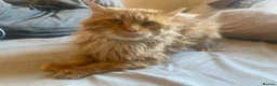 Maine Coon cats for stud: 🔥 **ADMOOSL COMET — AT STUD** 🔥 TICA ACTIVE  - Advert 2