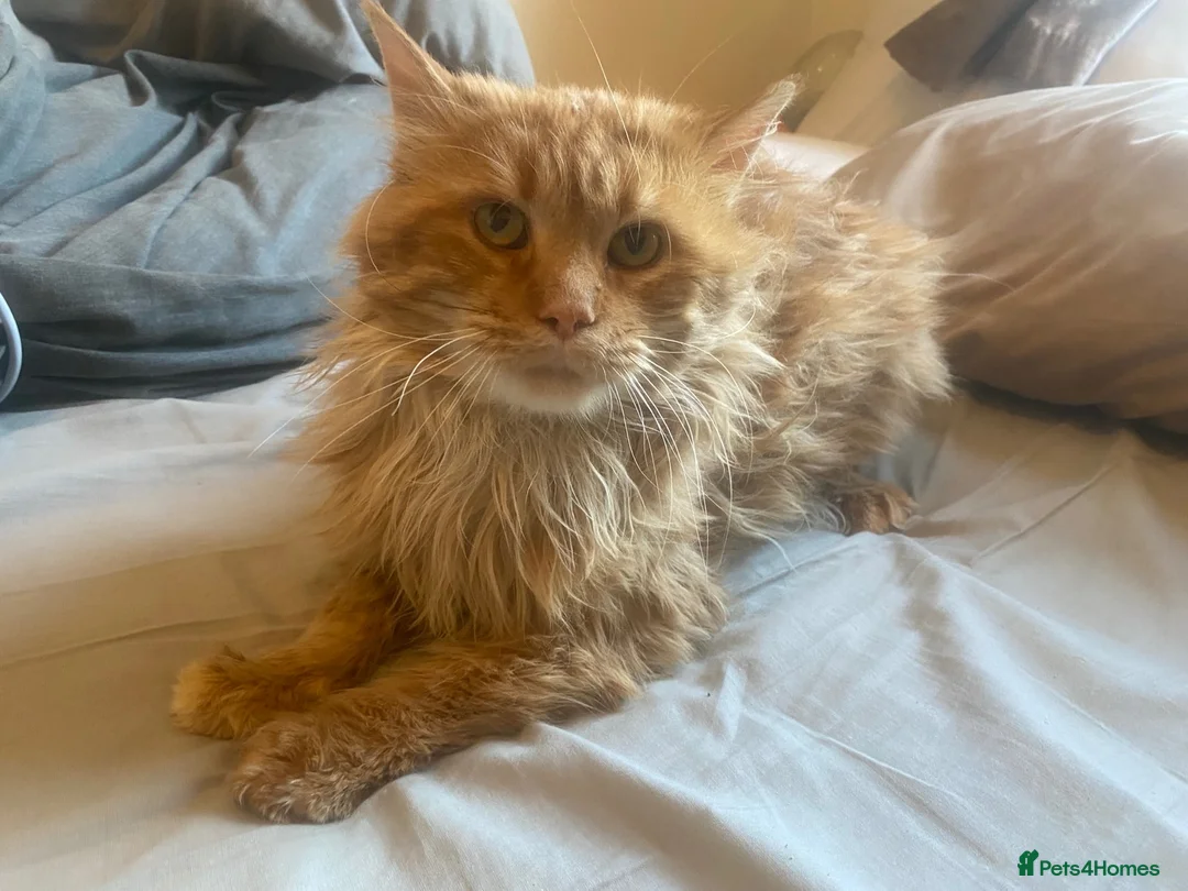 Maine Coon cats for stud: 🔥 **ADMOOSL COMET — AT STUD** 🔥 TICA ACTIVE  - Advert 2