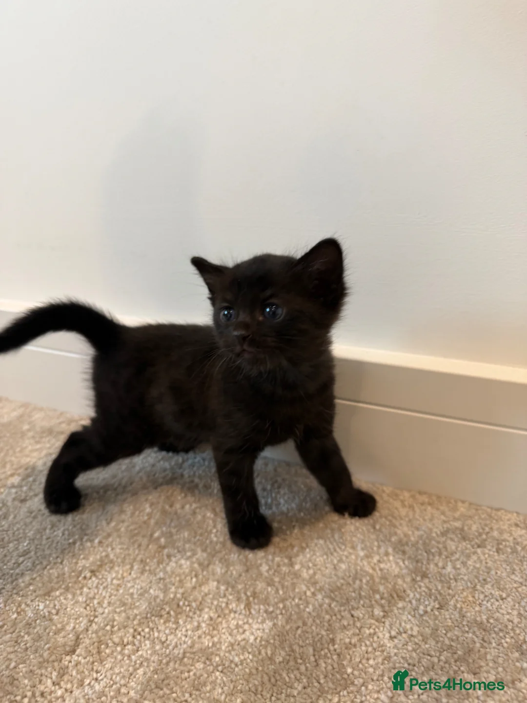 Bengal cats for sale: Beautiful Bengal Kittens in Radstock - Advert 2