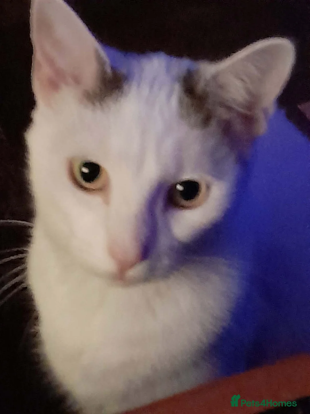 Mixed Breed cats for adoption: Beautiful Keanu and snow  - Advert 5